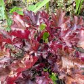 Heuchera x 'Peach Flambe'